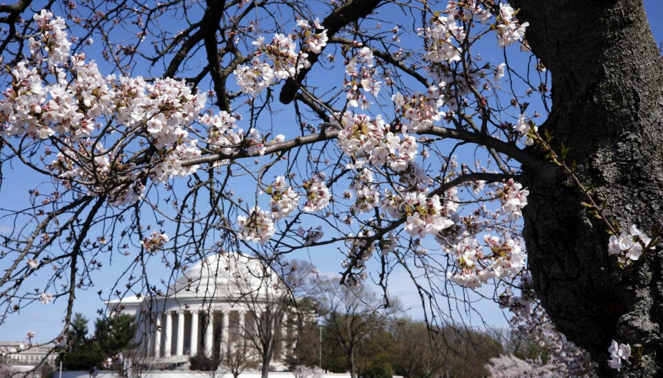 I den amerikanske hovedstaden Washington D.C. har kirsebærtrærne blomstret rekordtidlig i år, melder NTB. I den amerikanske hovedstaden Washington D.C. har kirsebærtrærne blomstret rekordtidlig i år, melder NTB.