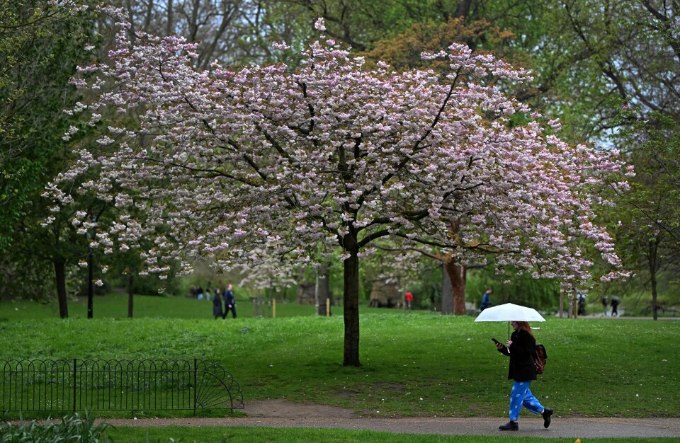 St. James Park i London tidligere denne måneden. St. James Park i London tidligere denne måneden.