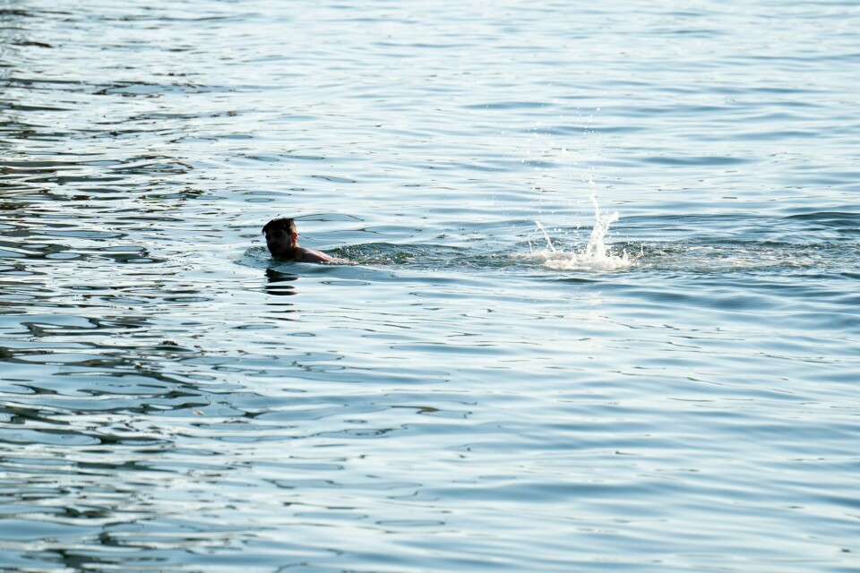Blågrønnalger kan være giftige, og gjøre Mjøsa uegnet for bading i sommer, advarer Miljødirektoratet. Illustrasjonsfoto. Blågrønnalger kan være giftige, og gjøre Mjøsa uegnet for bading i sommer, advarer Miljødirektoratet. Illustrasjonsfoto: Fredrik Hagen / NTB