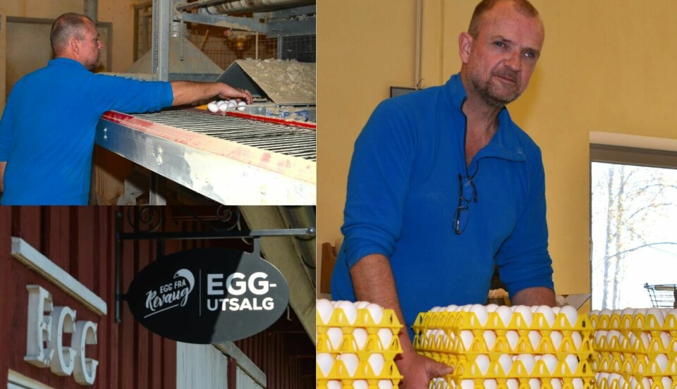 Eggbonde Lars Holene i Indre Østfold kombinerer leveranse til Nortura med egne utsalg og lokale avtaler. Eggbonde Lars Holene i Indre Østfold kombinerer leveranse til Nortura med egne utsalg og lokale avtaler.