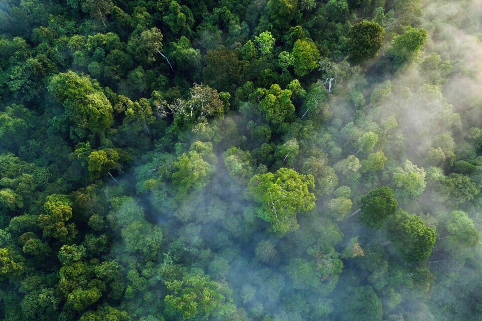 Trær i Leuser-økosystemets regnskog i Subulussalam-distriktet, Aceh-provinsen. – Leuser-økosystemet, et område med fantastisk skjønnhet der torvsump og tett skog omgir fossefall og fjell som stikker gjennom skyer, er som mye av Indonesias regnskoger – truet av den aggressive utvidelsen av palmeolje og masse- og papirplantasjer. Området, hovedsakelig i Aceh, er hjemsted for truede Sumatran-orangutanger samt elefanter, bjørner og slanger, inkludert kongekobraer. Trær i Leuser-økosystemets regnskog i Subulussalam-distriktet, Aceh-provinsen. – Leuser-økosystemet, et område med fantastisk skjønnhet der torvsump og tett skog omgir fossefall og fjell som stikker gjennom skyer, er som mye av Indonesias regnskoger – truet av den aggressive utvidelsen av palmeolje og masse- og papirplantasjer. Området, hovedsakelig i Aceh, er hjemsted for truede Sumatran-orangutanger samt elefanter, bjørner og slanger, inkludert kongekobraer.