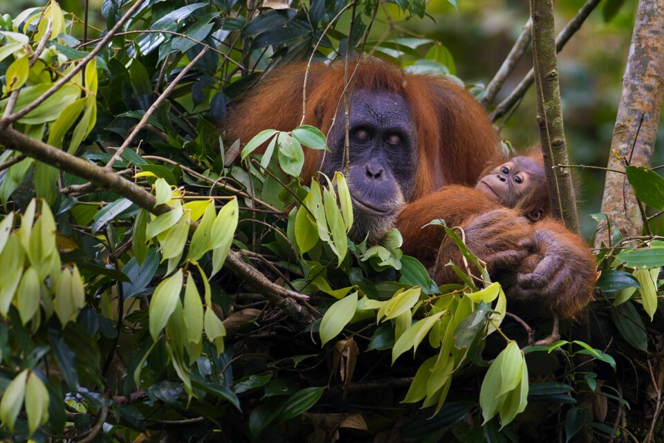 En truet sumatran-orangutang med babyen sin i skogen Bukit Lawang, en del av den enorme Leuser nasjonalpark. En truet sumatran-orangutang vugger babyen sin på et tretopp-reir i skogen Bukit Lawang, en del av den enorme Leuser nasjonalpark, og dens regnskoger okkuperer områder i de to provinsene i Nord-Sumatra og Aceh ligger på Indonesias Sumatra-øy.