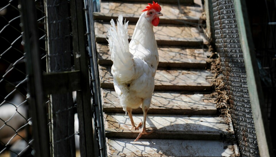 Fugleinfluensaviruset H5N1 har tatt livet av milliarder av tam- og villfugler over hele verden siden utbruddet i 2020. Et barn i Australia har også fått påvist smitte, men har blitt friskt igjen, ifølge myndighetene der. Illustrasjonsfoto: Frank May / NTB Høner i bur skal fortsatt få levere egg, mener Venstres landsmøte. Foto: Frank May / NTB