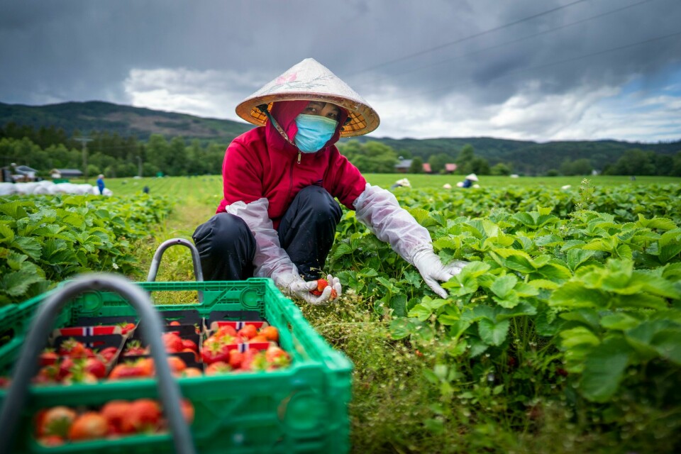 En vietnamesisk jordbærplukker på jobb i åkeren til jordbærbonde Per Isingrud ved Minnesund pandemisommeren 2020. En vietnamesisk jordbærplukker på jobb i åkeren til jordbærbonde Per Isingrud ved Minnesund pandemisommeren 2020. Foto: Heiko Junge / NTB