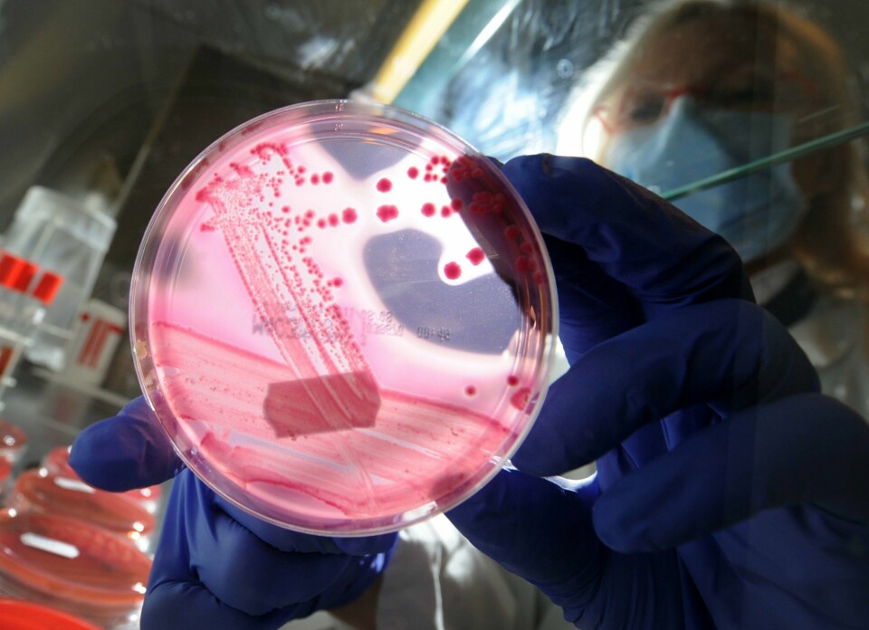 En skål med bakterien E. Coli. Antibiotikaresistens tar over 1,2 millioner menneskeliv årlig. En skål med bakterien E. Coli. Antibiotikaresistens tar over 1,2 millioner menneskeliv årlig.