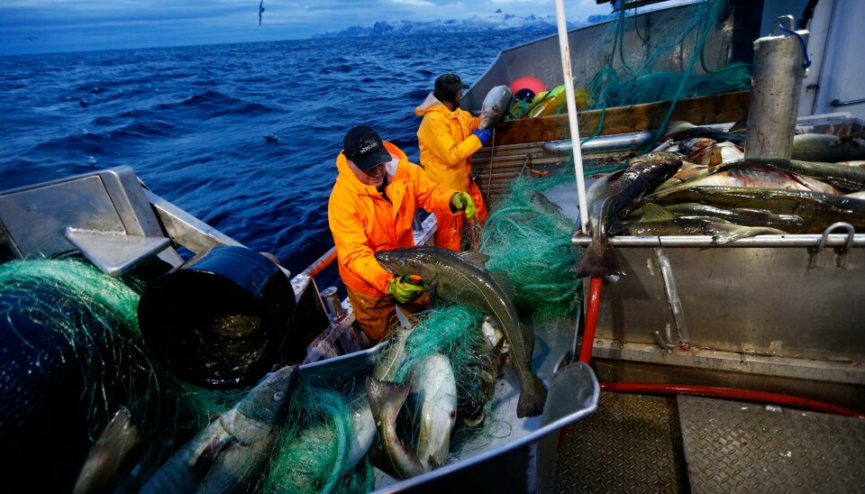 Siden brexit har forholdet mellom EU og Norge når det gjelder fisk, blitt stadig dårligere. Forskerne anbefaler å kutte torskekvoten med 20 prosent neste år og varsler like store kutt inn i 2023.Foto: Cornelius Poppe / NTB