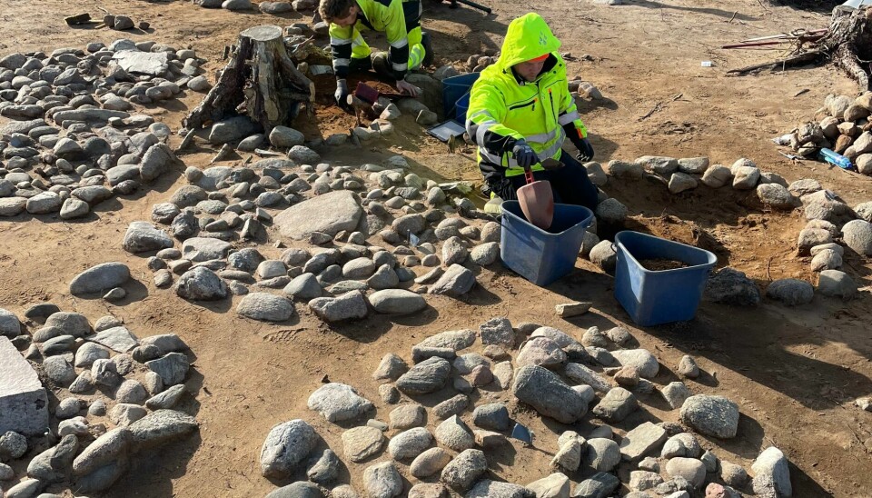 Arkeologer i arbeid i et stort gravfelt utenfor Fredrikstad, der det ble funnet 40 sirkelformede steinformasjoner med kremerte beinrester, de aller fleste fra barn. Arkeologane Ivar Sjømæling Andresen, Isak Norman Stormbringer, Magnus Tangen, og André Trannum i sving. Store likskapar mellom gravene vitnar om klare reglar for korleis dei døde skulle gravleggjast.Foto: Kulturhistorisk museum / handout / NTB / NPK