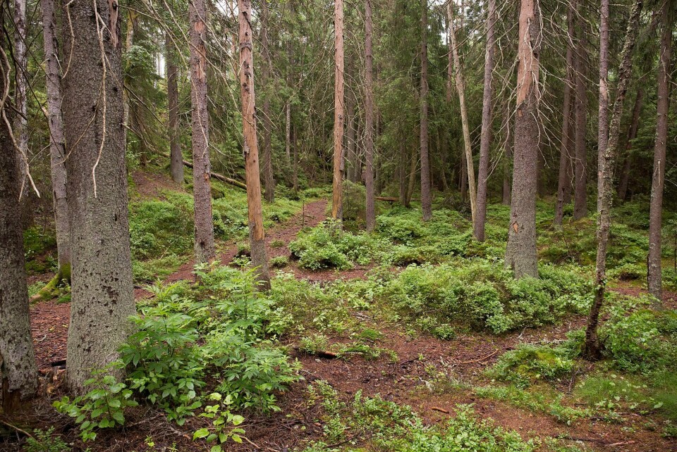 Aksjonsgruppa Bevar nærskogen på Haugerud/Trosterud, oppfordrer byråd for miljø- og samferdsel, Marit Vea (V), innstendig om å stoppe hogstplanene i nærskogen deres. Østmarka