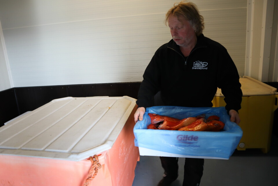 Odd-Terje Dybos sjekker dagens fangst av uer på kaia i Brønnøysund. Odd-Terje Dybos, fisker i Brønnøysund.