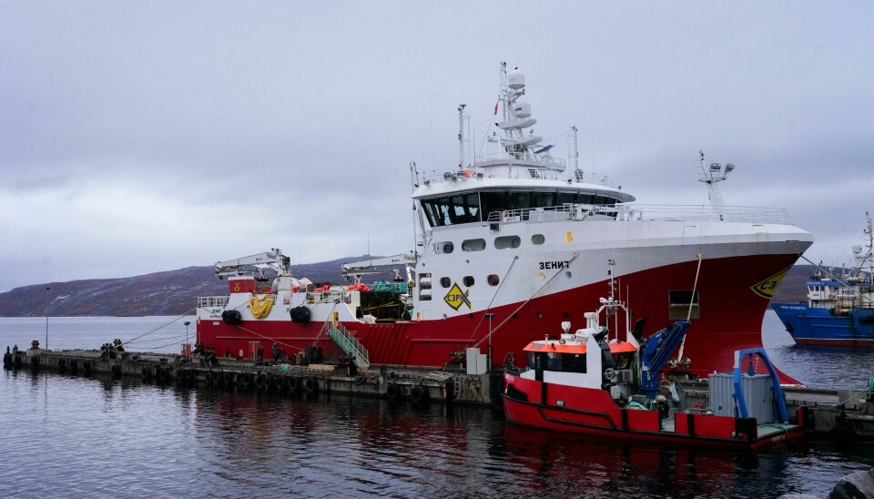Regjeringen har bestemt at russiske fiskefartøy bare får levere fisk til Tromsø, Kirkenes og Båtsfjord. Bildet viser en russisk fiskebåt. Bildet viser russiske fiskebåter ved kai i Kirkenes nylig. Den mindre båten i forgrunnen er norsk. Foto: Terje Bendiksby / NTB