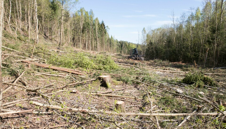 Nesten 60 prosent av alle artene i Norge, lever i skogene våre. Flatehogst gir dårligere levekår for mange arter, påpeker WWF Verdens naturfond. I 2019 var mer enn 90 prosent av all registrert hogst enten flatehogst eller frøstillingshogst – en annen hogstform som fører til at nesten alle trærne på ei flate hogges, ifølge miljøorganisasjonen. Nesten 60 prosent av alle artene i Norge, lever i skogene våre. Flatehogst gir dårligere levekår for mange arter, påpeker WWF Verdens naturfond. I 2019 var mer enn 90 prosent av all registrert hogst enten flatehogst eller frøstillingshogst – en annen hogstform som fører til at nesten alle trærne på ei flate hogges, ifølge miljøorganisasjonen.