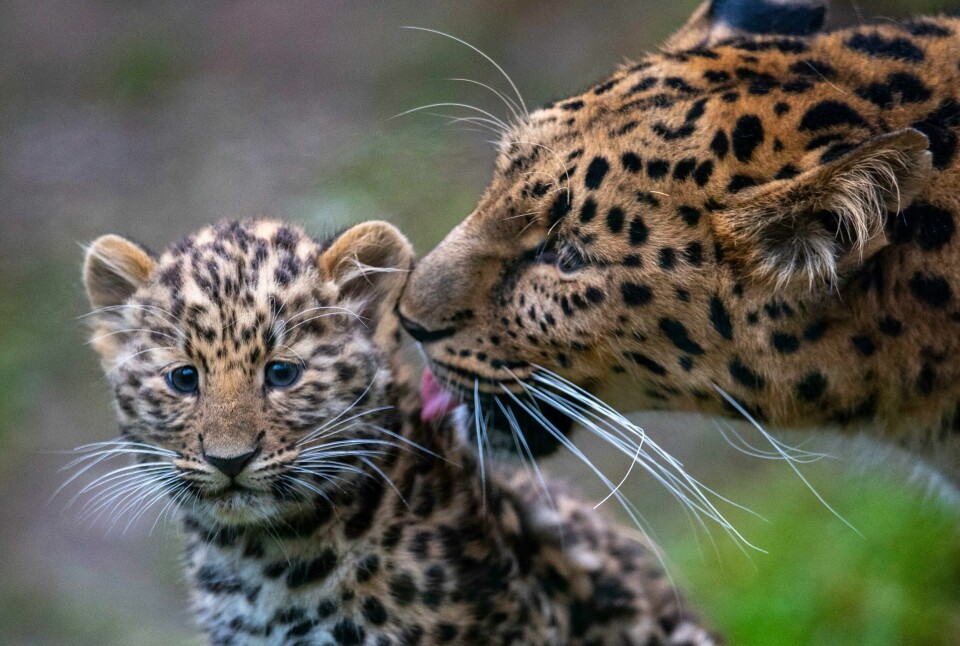 Amurleoparden står øverst på årets liste fra Earth.org over verdens mest utrydningstruede dyr. Det anslås at det nå bare er igjen 84 eksemplarer. De største truslene for amurleoparden er krypskyttere og tap av leveområder, blant annet på grunn av påsatte branner. Disse to amurleopardene lever i trygghet, men bare fordi de bor i en dyrehage i Tyskland. Amurleoparden står øverst på årets liste fra Earth.org over verdens mest utrydningstruede dyr. Det anslås at det nå bare er igjen 84 eksemplarer. De største truslene for amurleoparden er krypskyttere og tap av leveområder, blant annet på grunn av påsatte branner. Disse to amurleopardene lever i trygghet, men bare fordi de bor i en dyrehage i Tyskland.