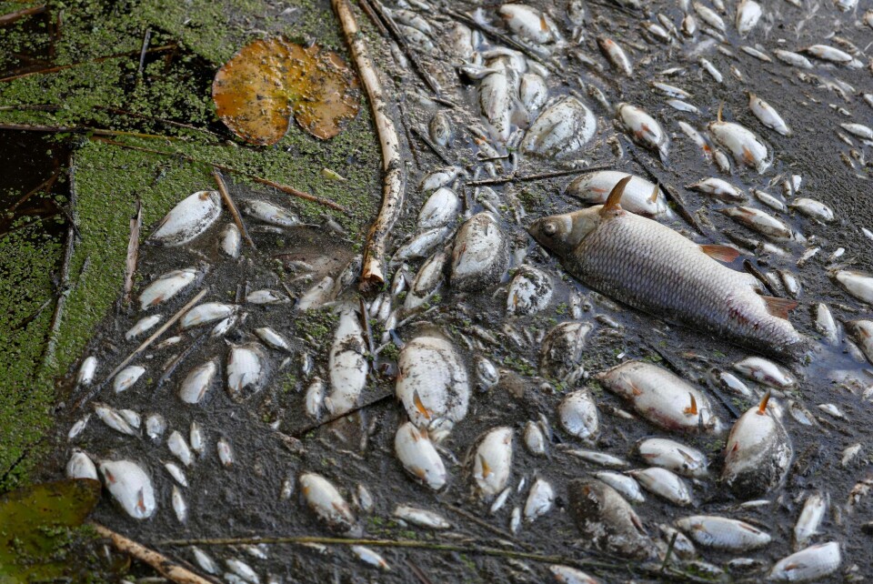 Klimaendringene kan bli den dominerende årsaken til tap av biologisk mangfold, frykter WWF. I august ble det funnet store mengder med død fisk i elva Oder i Tyskland. Årsaken til massedøden er så langt uklar, men algeoppblomstring, høyere vanntemperatur og lav vannstand på grunn av langvarig tørke, er noen av teoriene. Klimaendringene kan bli den dominerende årsaken til tap av biologisk mangfold, frykter WWF. I august ble det funnet store mengder med død fisk i elva Oder i Tyskland. Årsaken til massedøden er så langt uklar, men algeoppblomstring, høyere vanntemperatur og lav vannstand på grunn av langvarig tørke, er noen av teoriene.