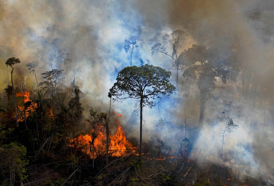 Den omfattende avskogingen i Latin-Amerika, ikke minst i Amazonas, er en av forklaringene på at mange dyrebestander der er i voldsom tilbakegang. Regnskogen ødelegges blant annet ved påsatte branner for skaffe arealer til jordbruk, i forbindelse med gruvedrift og for tømmerets del. Bildet viser en ulovlig påsatt brann i Brazil i 2020. Den omfattende avskogingen i Latin-Amerika, ikke minst i Amazonas, er en av forklaringene på at mange dyrebestander der er i voldsom tilbakegang. Regnskogen ødelegges blant annet ved påsatte branner for skaffe arealer til jordbruk, i forbindelse med gruvedrift og for tømmerets del. Bildet viser en ulovlig påsatt brann i Brazil i 2020.
