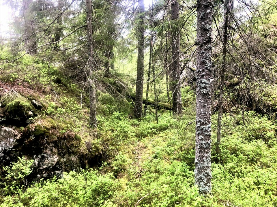 «Jeg er ikke imot all hogst, jeg mener at en skog skal skjøttes på en bærekraftig måte, med plukkhogst og tynning. Fleralderskogbruk og andre lukkede hogstformer med gjentatte utvalgshogster vil sikre god kvalitet på virket.»