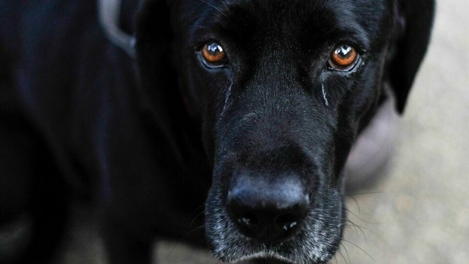 Den ene politibetjenten som tok hånd om hunden la merke til at den fremsto som «underkuet». Hunden på bildet har ingenting med denne saken å gjøre og er kun ment som en illustrasjon til saken. Svart labrador.