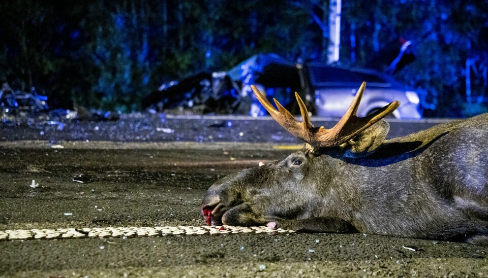 PÅKJØRT ELG: Hjortedyrene elg, rådyr og hjort blir påkjørt hele året, men hyppigst i vinterhalvåret. Foto: Tore Meek / NTB PÅKJØRT ELG: Hjortedyrene elg, rådyr og hjort blir påkjørt hele året, men hyppigst i vinterhalvåret. Foto: Tore Meek / NTB