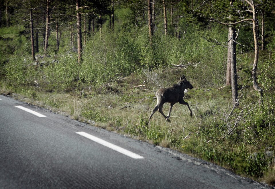 Selv om dyret har passert veien, er ikke faren over. Det vil ofte være flere i nærheten. Selv om dyret har passert veien, er ikke faren over. Det vil ofte være flere i nærheten.