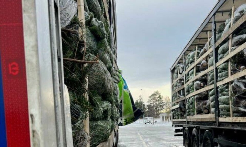 To fullastede tungtransporter med juletrær ble stanset og pålagt å laste om hos Statens vegvesen på Svinesund grunnet for bred last. To fullastede tungtransporter med juletrær ble stanset og pålagt å laste om hos Statens vegvesen på Svinesund grunnet for bred last.