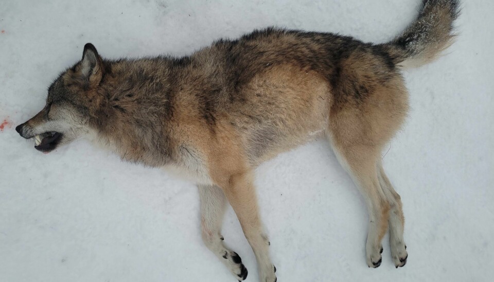Rovviltnemndene har bestemt at inntil 31 ulver kan skytes under jakta fram til 31. mai neste år. Rovdyrnemndene har samtidig vedtatt at inntil 26 ulver skal kunne skytes inne i ulvesona mellom 1. januar til 15. februar. Bildet viser en ulv som ble felt i Løten kommune 2. desember. Rovviltnemndene har bestemt at inntil 31 ulver kan skytes under jakta fram til 31. mai neste år. Rovdyrnemndene har samtidig vedtatt at inntil 26 ulver skal kunne skytes inne i ulvesona mellom 1. januar til 15. februar. Bildet viser en ulv som ble felt i Løten kommune 2. desember 2022.