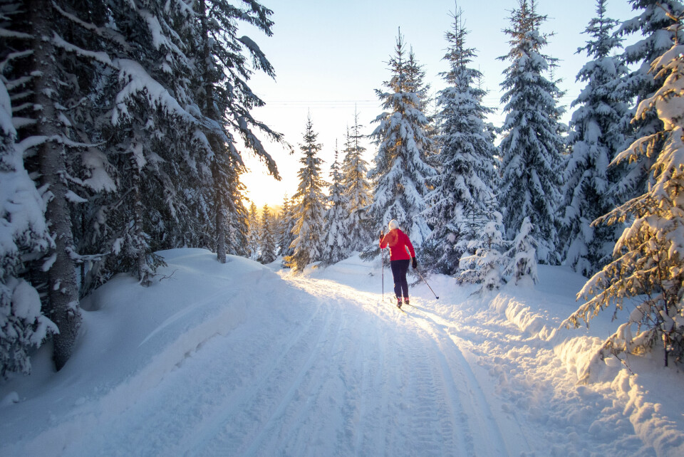 En perfekt skidag i Trøndelag for snart to år siden. Framtiden er ikke like hvit, ifølge værprofessor. Bildet viser en dame på ski i Stjørdalsmarka.
