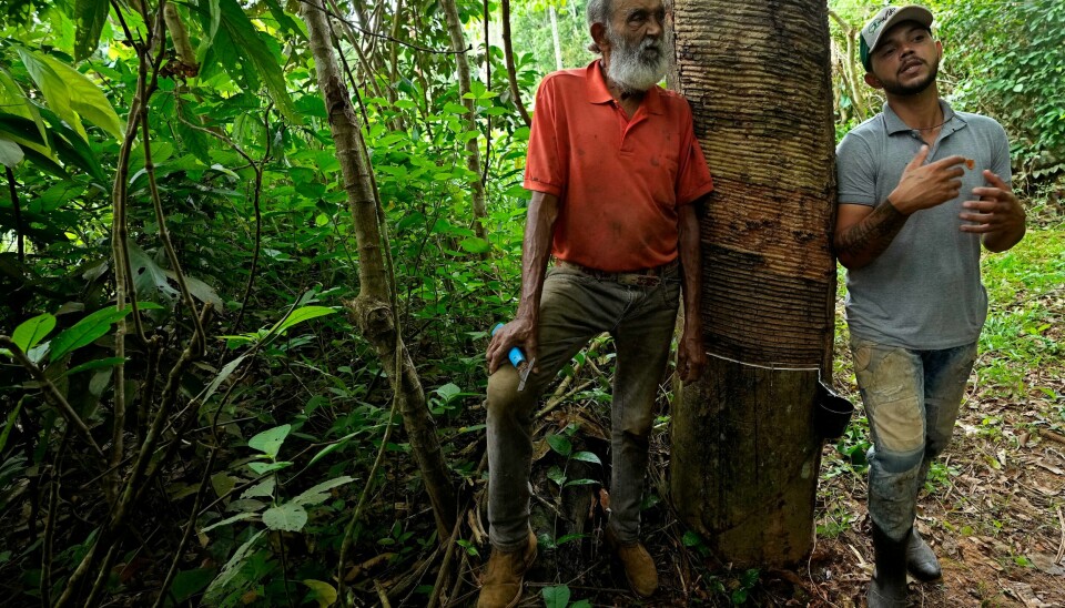 Brasils påtroppende president Luiz Inácio Lula da Silva lover full stans i avskoging i Amazonas innen 2030. For gummitappere er skogen en viktig inntektskilde. Brasils påtroppende president Luiz Inácio Lula da Silva lover full stans i avskoging i Amazonas innen 2030. For gummitappere er skogen en viktig inntektskilde. Foto: AP / NTB.