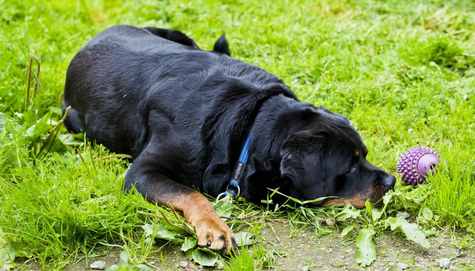 Hunden din kan være deppa, mener forskere på Københavns Universitet. Denne hunden er blant dyrene på FOD-gården (Foreningen for omplassering av dyr) i Oslo, som omplasserer kjæledyr. En hund, som til enhver tid venter på omplassering, på FOD-gården (Foreningen for omplassering av dyr) i Oslo.