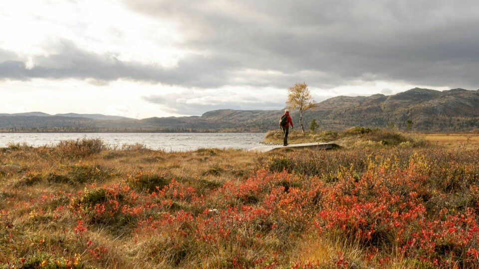 Høstferien byr på fine farger mange steder i naturen. De som drømmer om vakre høstdager på fjellet i helgen kan ha hellet på sin side. Det blir imidlertid betydelig kaldere på fjellet i høstferien enn det har vært den siste tiden. Foto: Paul Kleiven / NTB