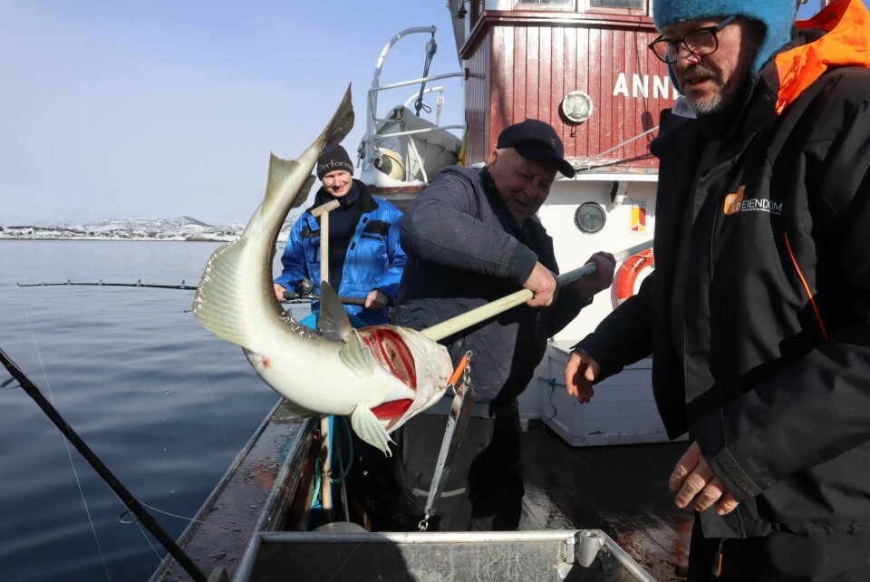 Hvert år hales det opp tonnevis med skrei i Lofoten, noe som gir god profitt. VM i skreifiske. Lofoten. Torsk. Skrei.