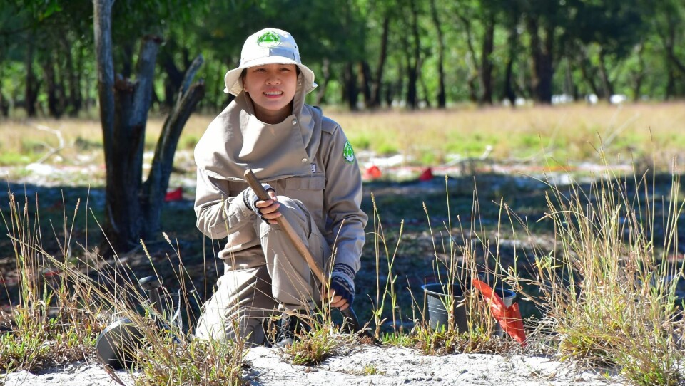 Truong Thi My Le rydder miner i Vietnam. Hun er en av 2 600 ansatte i Norsk Folkehjelps mineryddingsprogram. Truong Thi My Le rydder miner i Vietnam. Hun er en av 2 600 ansatte i Norsk Folkehjelps mineryddingsprogram.