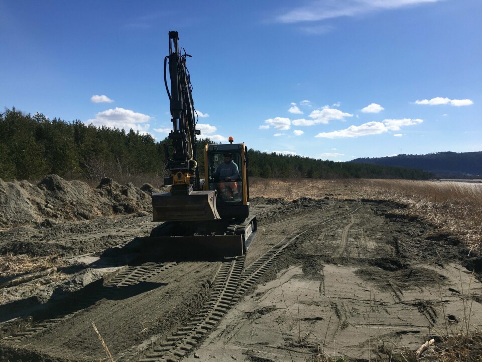 På Langøra ved Værnes flystasjon i Trøndelag, har Forsvarsbygg brukt gravemaskin mot lupiner og rynkeroser, to av mange uønskede arter her til lands. På Langøra ved Værnes flystasjon i Trøndelag, har Forsvarsbygg brukt gravemaskin mot lupiner og rynkeroser, to av mange uønskede arter her til lands.
