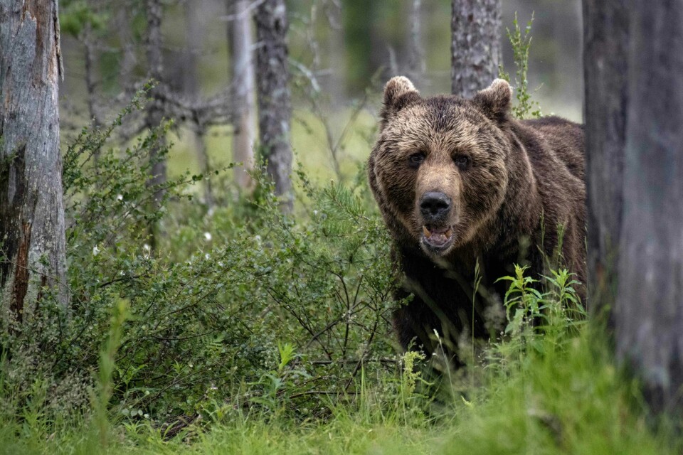 Illustrasjonsfoto. Den svenske Orsa rovdyrspark må stenge, og de gjenværende dyrene skulle avlives. Da reddet den engelske dyreparken livet til brunbjørnen Diego. Illustrasjonsfoto. Den svenske Orsa rovdyrspark må stenge, og de gjenværende dyrene skulle avlives. Da reddet den engelske dyreparken livet til brunbjørnen Diego.