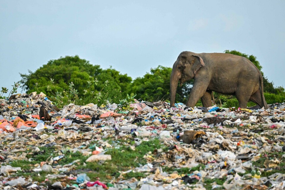 Ikke bare mennesker, men også dyr får lide for den enorme plastforurensningen verden rundt. I Ampara på Sri Lanka er det konstatert at både elefanter og kveg spiser plast. Bildet er tatt i juni i år. Ikke bare mennesker, men også dyr får lide for den enorme plastforurensningen verden rundt. I Ampara på Sri Lanka er det konstatert at både elefanter og kveg spiser plast. Bildet er tatt i juni i år.