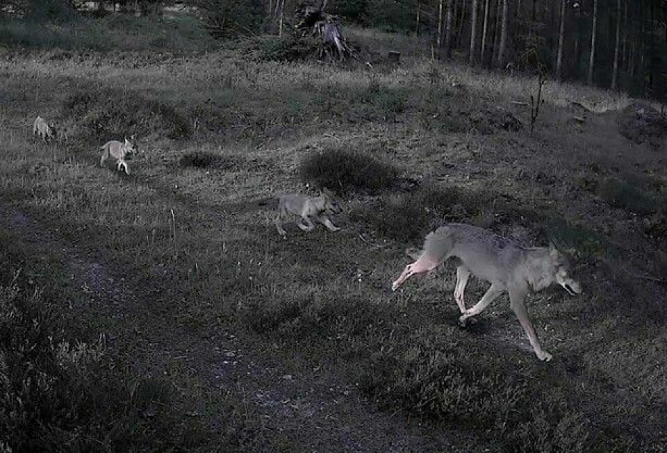 De danske ulvene får stadig nye valper. I juni ble denne hunnulven med seks valper fotografert med viltkamera i Sydjylland. De danske ulvene får stadig nye valper. I juni ble denne hunnulven med seks valper fotografert med viltkamera i Sydjylland.