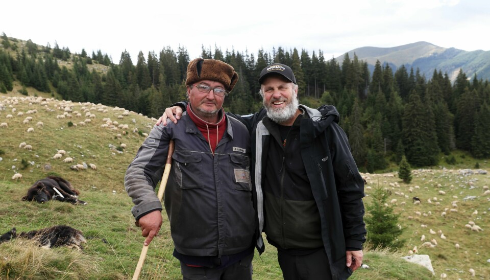 – I andre land klarer de å få til sameksistens med store rovdyr, påpeker Tom Schandy (t. h.), som nå har skrevet bok om blant annet dette. Her er han sammen med en gjeter i Romania, et land med både mange sauer, ulver og bjørner. – I andre land klarer de å få til sameksistens med store rovdyr, påpeker Tom Schandy (t. h.), som nå har skrevet bok om blant annet dette. Her er han sammen med en gjeter i Romania, et land med både mange sauer, ulver og bjørner.