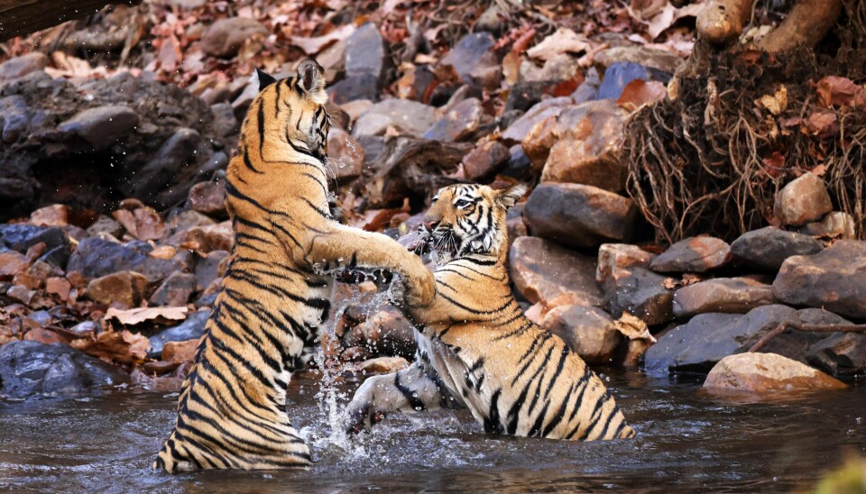 Tom Schandy omtaler en rekke store rovdyr verden rundt i sin nye bok, også tigeren. Bildet viser unge tigere som lekeslåss i Tadoba nasjonalpark i India Tom Schandy omtaler en rekke store rovdyr verden rundt i sin nye bok, også tigeren. Bildet viser unge tigere som lekeslåss i Tadoba nasjonalpark i India
