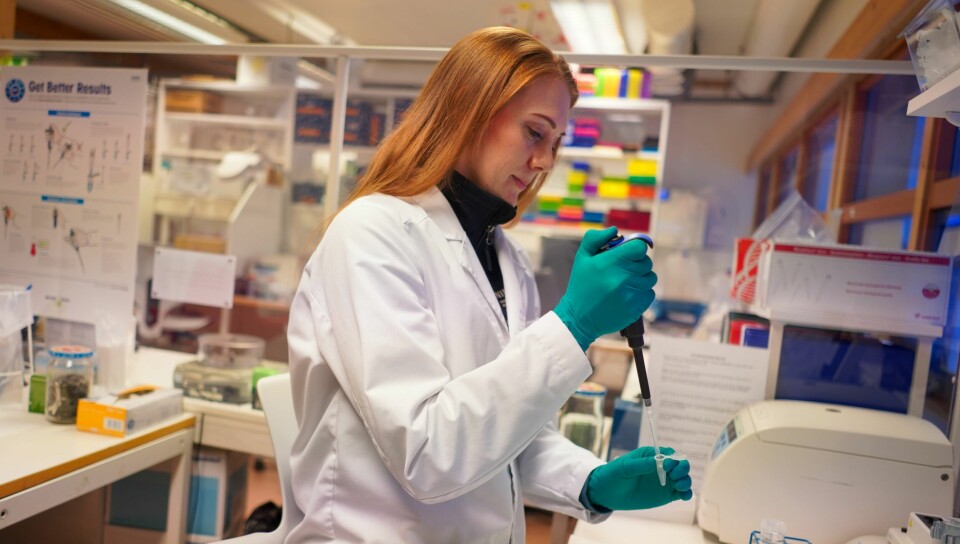 Laboratorieleder Ida Fløystad på jobb i hjertet av NIBIO Svanhovd: DNA-laboratoriet. Laboratorieleder Ida Fløystad på jobb i hjertet av Nibio Svanhovd, DNA-laboratoriet.