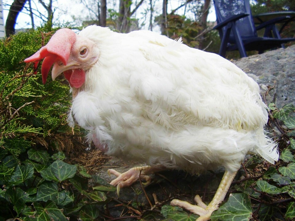 Halvannet år gamle er hønene utslitte, selv om de fortsatt er unghøner, skriver Jenny Rolness. Høne fra eggproduksjon.