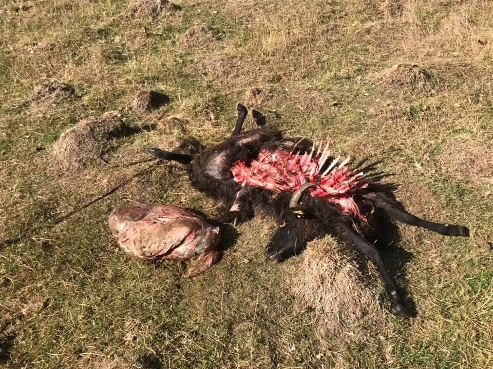 Våler-ordfører Reidar Kaabbel utsatt for ulveangrep ###