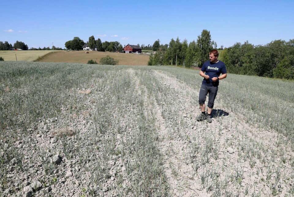 TØRKE: Bonde Lars Halvor Stokstad på Kløfta driver med korn, melk og kjøtt. Konavlingen var kjørt allerede i juli, og Stokstad regnet med under det halve av normal avling i år. FOTO: GOORM KALLESTAD/NTB SCANPIX