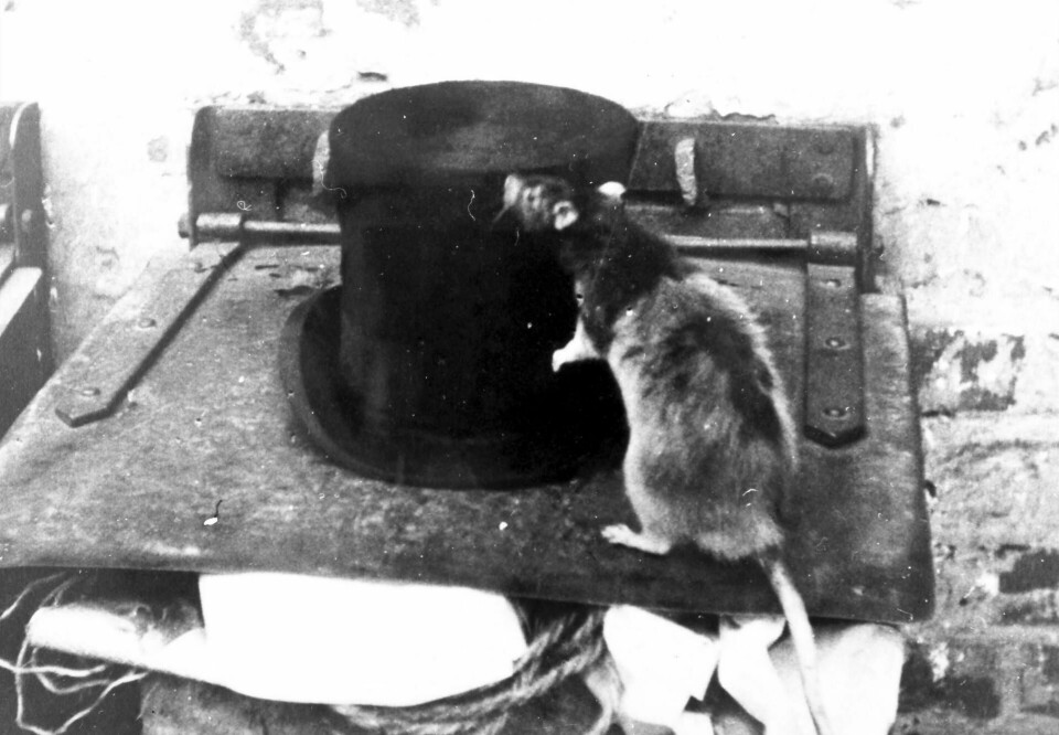 Rottekrigen i 1930 tok ikke knekken på byens rotter. Her er en rotte for anledningen statist under filminnspillingen av «Renholdsverket» produsert av Oslo kinematografer i 1952. Rottekrigen i 1930 tok ikke knekken på byens rotter. Her er en rotte for anledningen statist under filminnspillingen av «Renholdsverket» produsert av Oslo kinematografer i 1952.