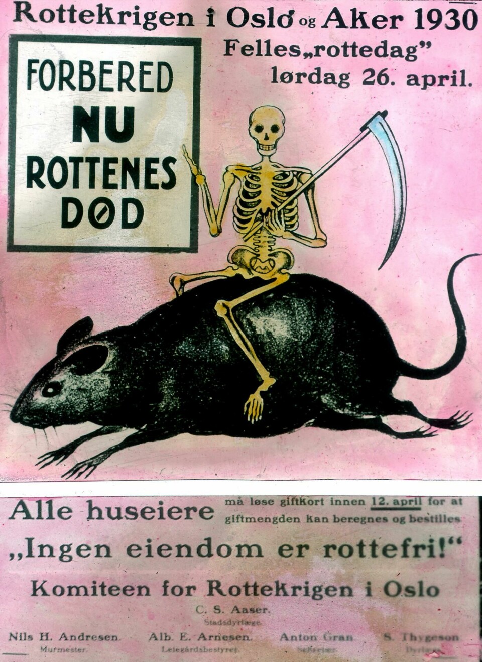 Den felles rottedagen 26. april 1930 hadde stor oppslutning. 18.000 kilo gift ble fordelt i ryddete og rensete gårdsrom og kjellere i 47 distrikte ri Oslo og Aker. Dessverre var byens rotter noe kresne, så aksjonen var ikke helt vellykket. KILDE: OSLO BYARKIV Den felles rottedagen 26. april 1930 hadde stor oppslutning. 18.000 kilo gift ble fordelt i ryddete og rensete gårdsrom og kjellere i 47 distrikte ri Oslo og Aker. Dessverre var byens rotter noe kresne, så aksjonen var ikke helt vellykket. KILDE: OSLO BYARKIV