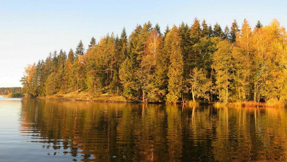 SKOGOFFENSIV: Nesøya i Aremark er ett av tre skogområder i Østfold som nå er besluttet vernet av regjeringen. – Dette er viktig for å bedre situasjonen for truede arter og naturtyper, sier klima- og miljøminister Ola Elvestuen.