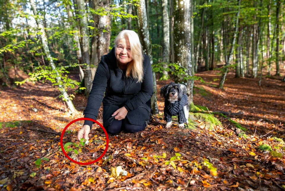 Mossebosatte Ingvild Lillian Ranvik har gått på skogstur gjennom hele sitt liv, men aldri oppdaget hvitveis i blomst så sent som i oktober. Det gjorde hun i helgen. Mossebosatte Ingvild Lillian Ranvik har gått på skogstur gjennom hele sitt liv, men aldri oppdaget hvitveis i blomst så sent som i oktober. Det gjorde hun i helgen.