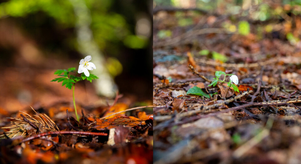 En rekke hvitveiser hadde blomstret i bøkeskogen på Jeløy over helgen, samtidig som at gradestokken passerte et tosifret antall plussgrader. En rekke hvitveiser hadde blomstret i bøkeskogen på Jeløy over helgen, samtidig som at gradestokken passerte et tosifret antall plussgrader.