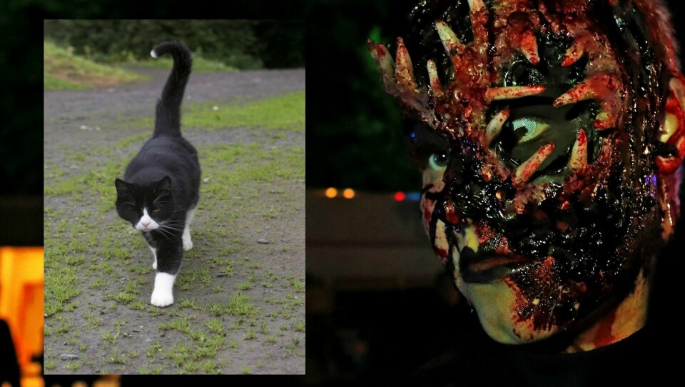 Ikke la det spøke for dyrenes trygghet på Halloween.
