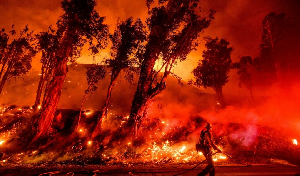 Voldsomme skogbranner har herjet og herjer i California. Her i Santa Paula. FILE - In this Nov. 1, 2019 file photo flames from a backfire consume a hillside as firefighters battle the Maria Fire in Santa Paula, Calif. According to the Ventura County Fire Department, the blaze has scorched more than 8,000 acres and destroyed at least two structures. (AP Photo/Noah Berger,File)