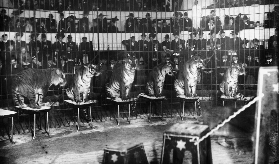 Cirkus Orlando og «Henriksens 10 dresserte kongetigere» gjesta Cirkus flere ganger, her i 1908. Tigrene var ikke bedre dressert enn at publikum måtte sitte bak gitter. Cirkus Orlando og «Henriksens 10 dresserte kongetigere» gjesta Cirkus flere ganger, her i 1908. Tigrene var ikke bedre dressert enn at publikum måtte sitte bak gitter.