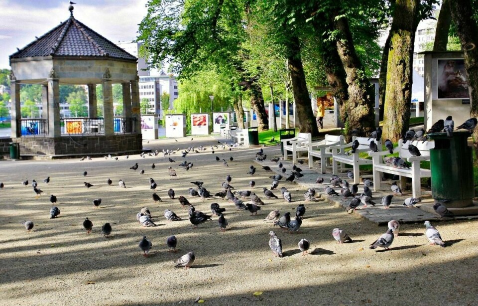 Satsingen på bytrær skal sees på som del av levekårsarbeidet i kommunen, skriver Rune Askeland (MDG). Her fra Byparken i Stavanger. Foto: Erik Holsvik