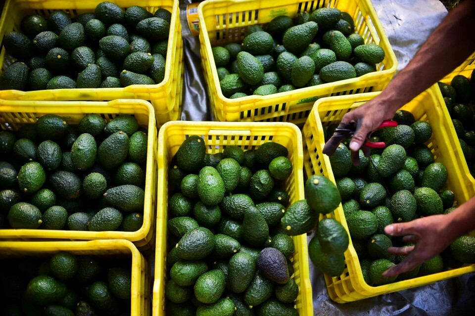 (FILES) In this file photo taken on October 19, 2016 a farmer harvests avocados at an orchard in the municipality of Uruapan, Michoacan State, Mexico. - Countless nutritional properties have made avocado a gastronomic star in the US and Europe, but the voracious demand for this fruit adds detractors due to the environmental impact caused by its exploitation in Latin American main producing countries, such as Mexico, Chile, Peru or Colombia. (Photo by Ronaldo SCHEMIDT / AFP) (FILES) In this file photo taken on October 19, 2016 a farmer harvests avocados at an orchard in the municipality of Uruapan, Michoacan State, Mexico. - Countless nutritional properties have made avocado a gastronomic star in the US and Europe, but the voracious demand for this fruit adds detractors due to the environmental impact caused by its exploitation in Latin American main producing countries, such as Mexico, Chile, Peru or Colombia. (Photo by Ronaldo SCHEMIDT / AFP)